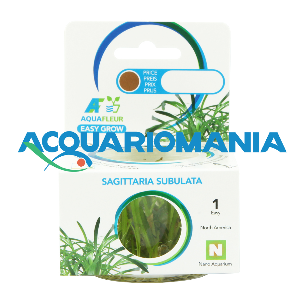 Aquafleur Easy Grow Pianta Sagittaria Subulata in Vitro Cup