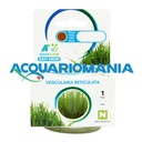 Aquafleur Easy Grow Pianta Vesicularia Reticulata in Vitro Cup