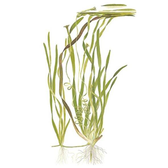 Tropica Vallisneria americana "Natans" in mazzetto