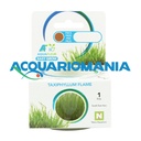 Aquafleur Easy Grow Pianta Taxiphyllum Flame in Vitro Cup