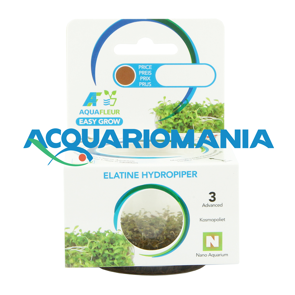 Aquafleur Easy Grow Pianta Elatine Hydropiper in Vitro Cup