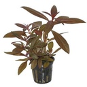 Tropica Pianta Ludwigia Glandulosa in vasetto