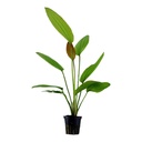 Tropica Pianta Echinodorus "Rosè" in vasetto