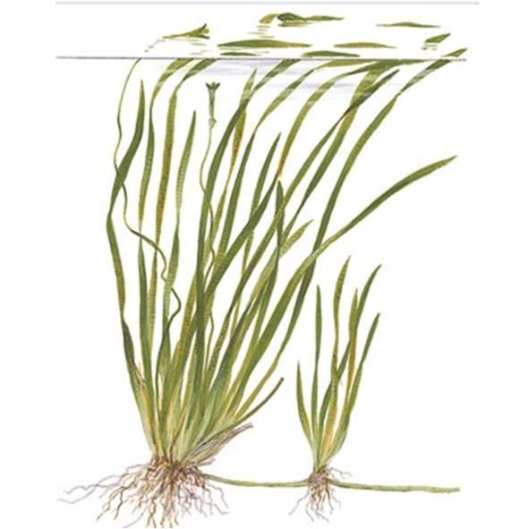 Tropica Pianta Vallisneria Spiralis "Tiger" in vasetto