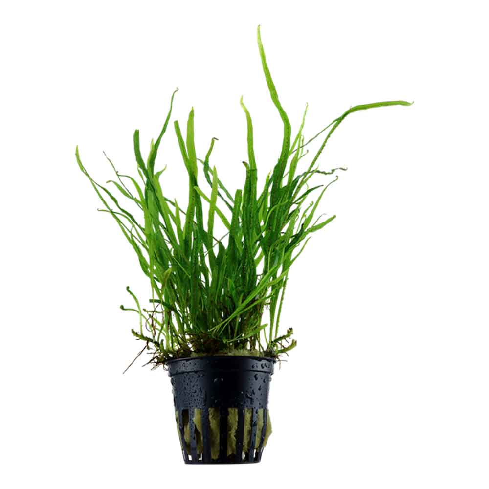 Tropica Pianta Microsorum Pteropus "'Trident" in vasetto