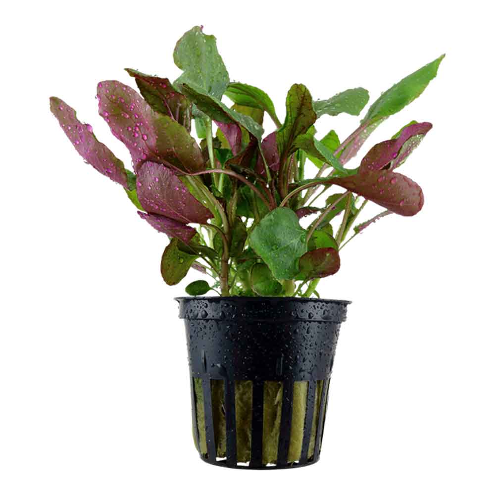 Tropica Pianta Lobelia Cardinalis in vasetto