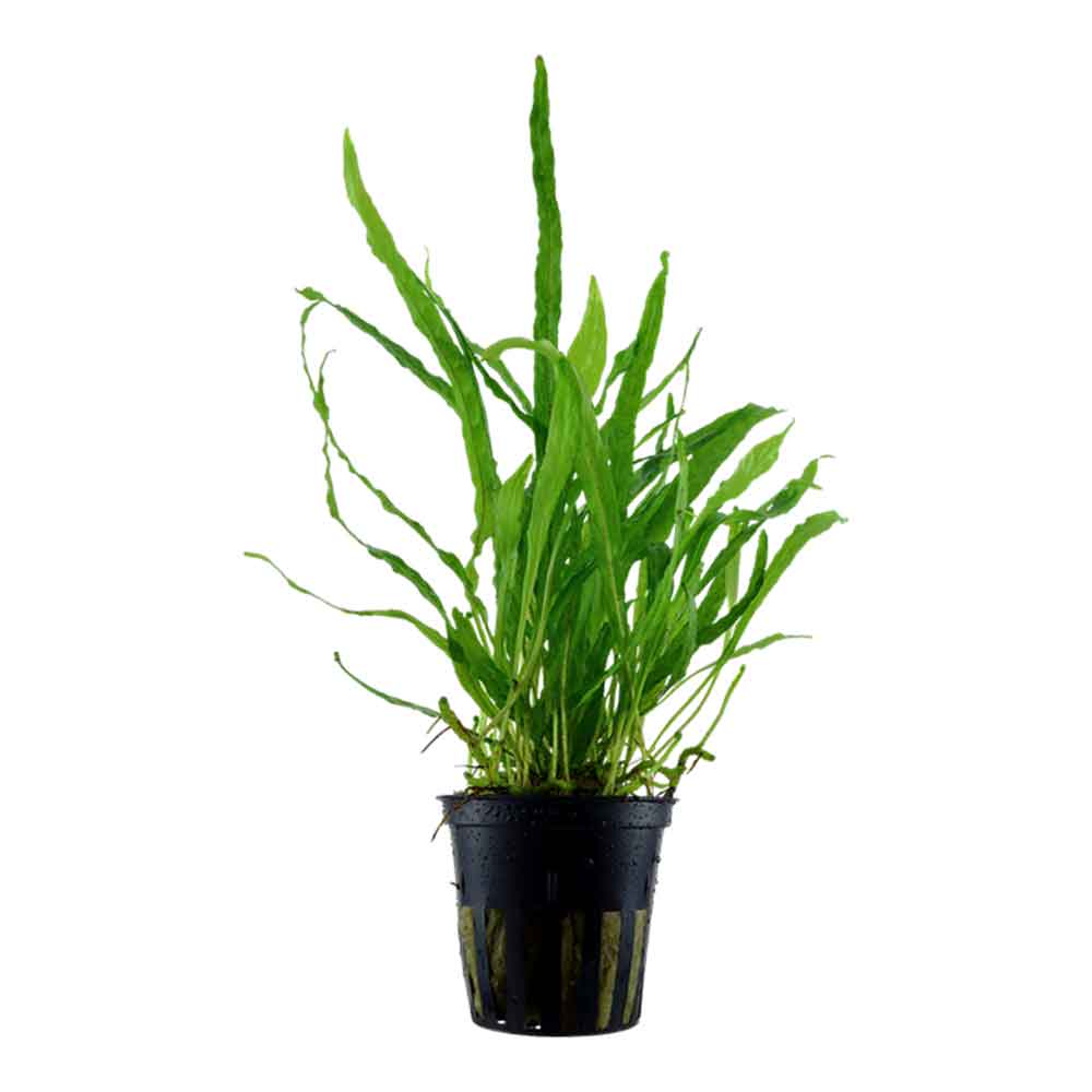 Tropica Pianta Microsorum Pteropus "Narrow" in vasetto