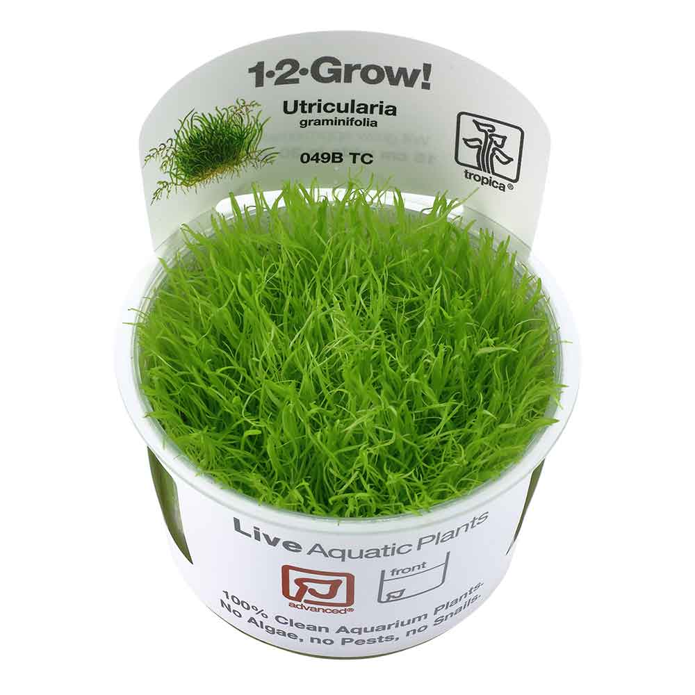 Tropica 1•2•Grow! Pianta Utricularia Graminifolia in Vitro Cup