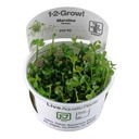 Tropica 1•2•Grow! Pianta Marsilea Hirsuta in Vitro Cup