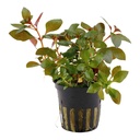 Tropica Pianta Ludwigia Repens "Rubin" in vasetto