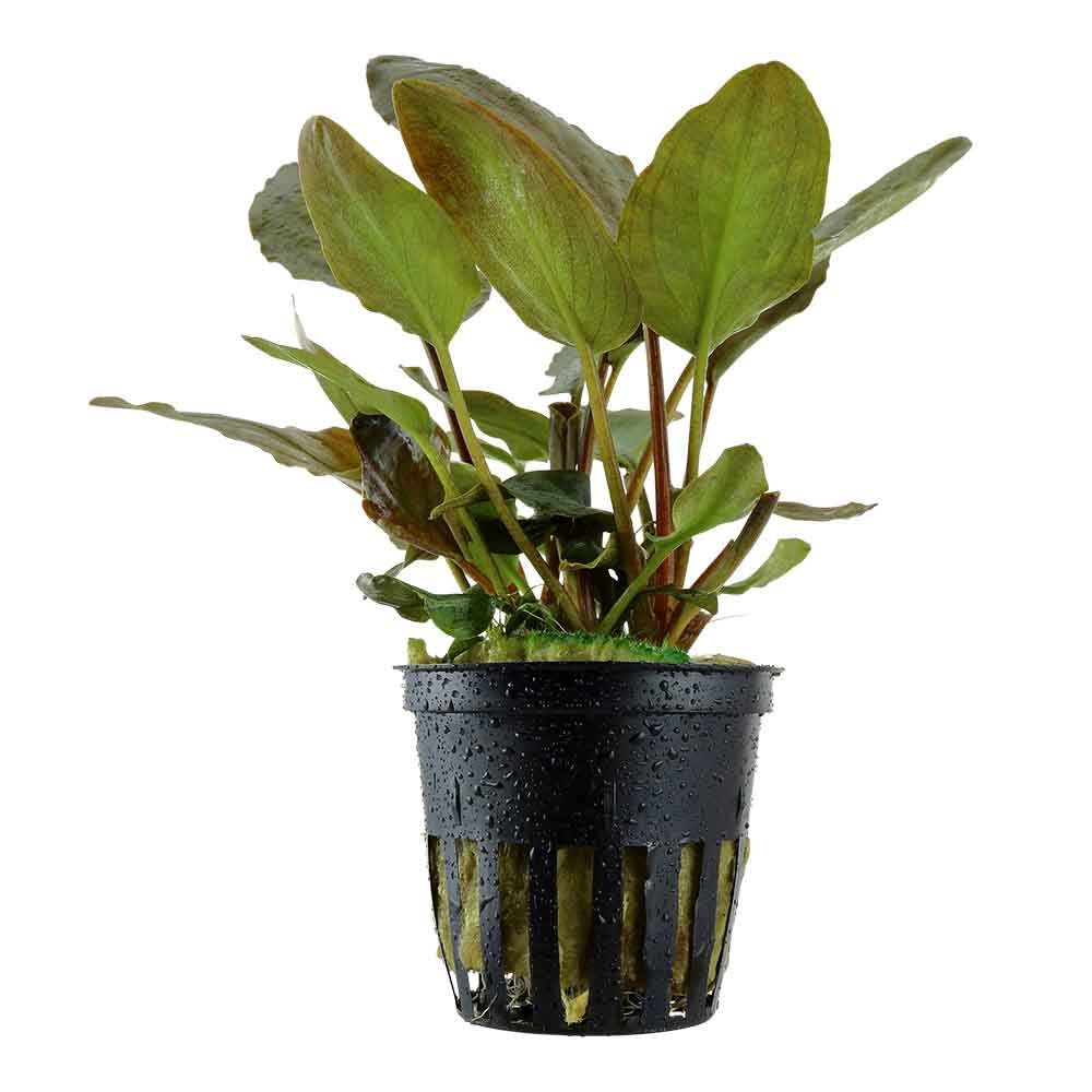 Tropica Pianta Lagenandra Meeboldii "Red" in vasetto