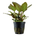 Tropica Pianta Lagenandra Meeboldii "Red" in vasetto