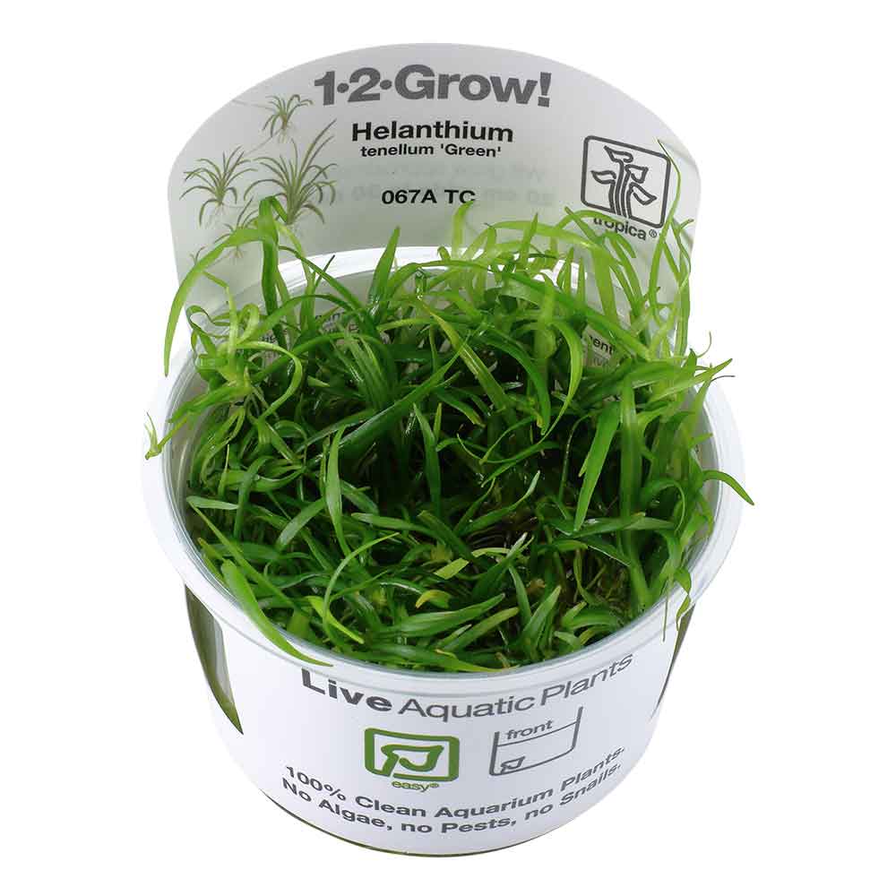 Tropica 1•2•Grow! Pianta Helanthium tenellum 'Green' in Vitro Cup
