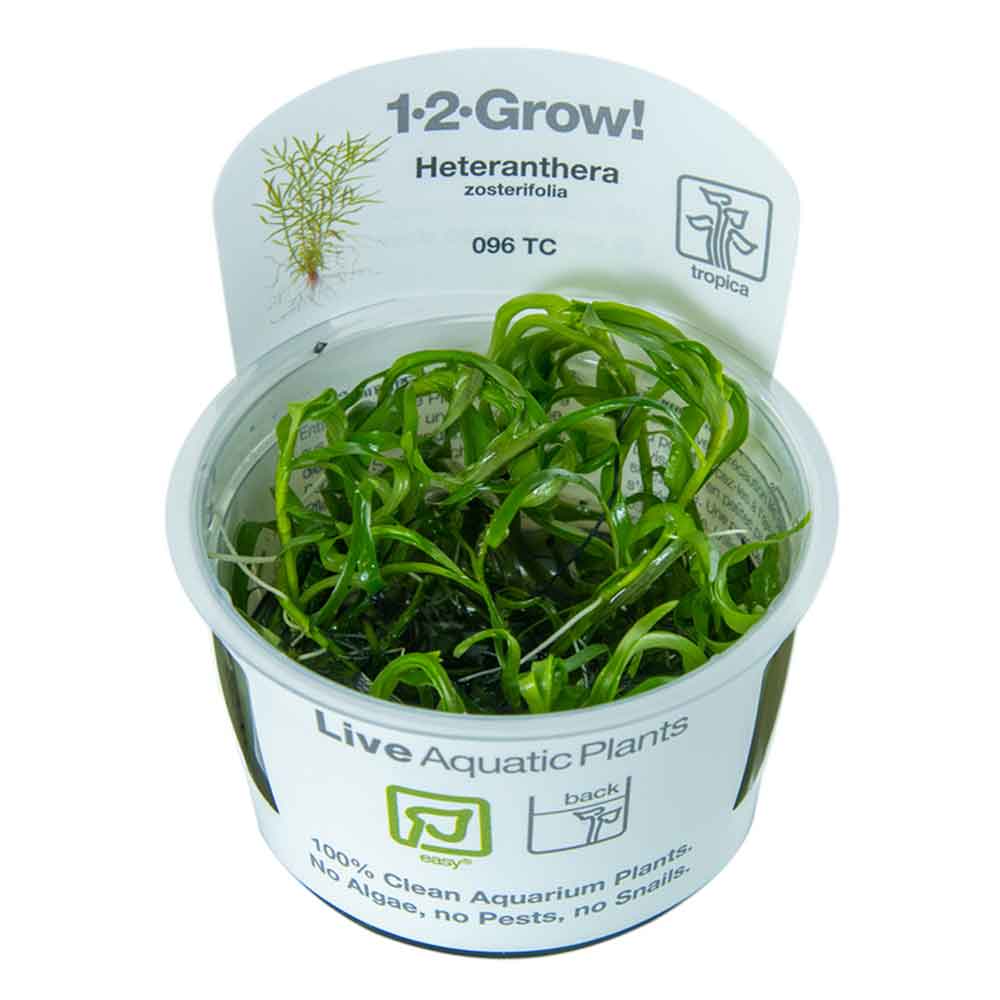 Tropica 1•2•Grow! Pianta Heteranthera zosterifolia in Vitro Cup