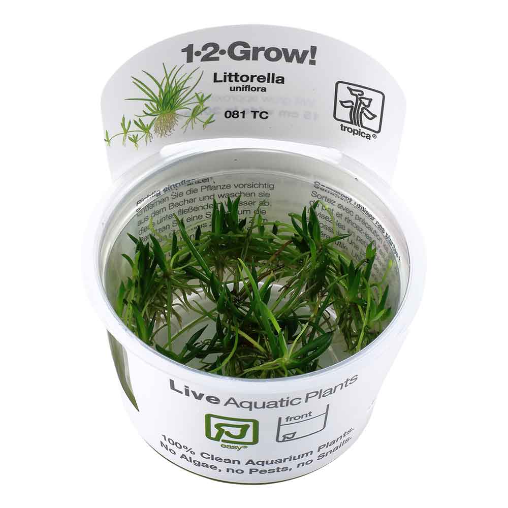 Tropica 1•2•Grow! Pianta Littorella Uniflora in Vitro Cup