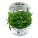 Tropica 1•2•Grow! Pianta Sagittaria Subulata in Vitro Cup
