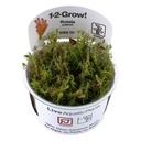 Tropica 1•2•Grow! Pianta Rotala Wallichii in Vitro Cup