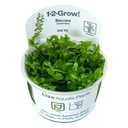 Tropica 1•2•Grow! Pianta Bacopa Caroliniana in Vitro Cup