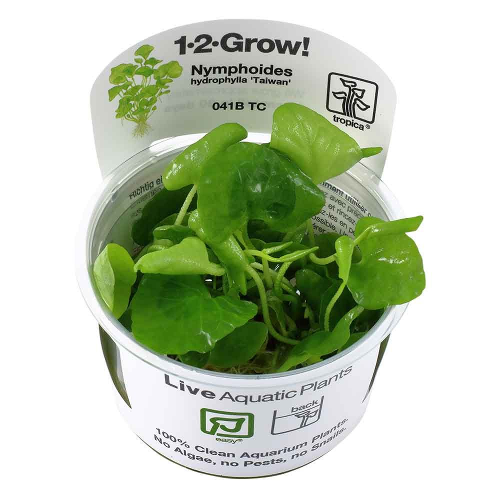 Tropica 1•2•Grow! Pianta Nymphoides Hydrophylla "Taiwan" in Vitro Cup