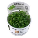 Tropica 1•2•Grow! Pianta Ranunculus Inundatus in Vitro Cup