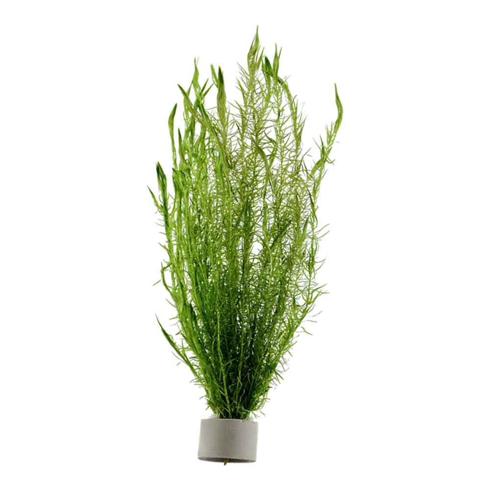 Tropica Pianta Mayaca Fluviatilis in mazzetto