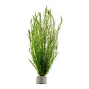 Tropica Pianta Mayaca Fluviatilis in mazzetto