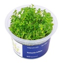 Aqua Art Hottonia inflata in Vitro Cup