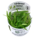 Tropica 1•2•Grow! Pianta Helanthium bolivianus Quadricostatus in Vitro Cup