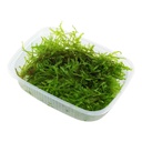 Tropica Pianta Vesicularia Montagnei "Christmas Moss" porzione