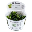 Tropica 1•2•Grow! Pianta Bucephalandra pygmaea 'Bukit Kalem' in Vitro Cup
