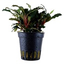 Tropica Pianta Bucephalandra sp. 'Red'