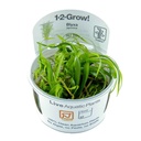 Tropica 1•2•Grow! Pianta Blyxa Japonica in Vitro Cup