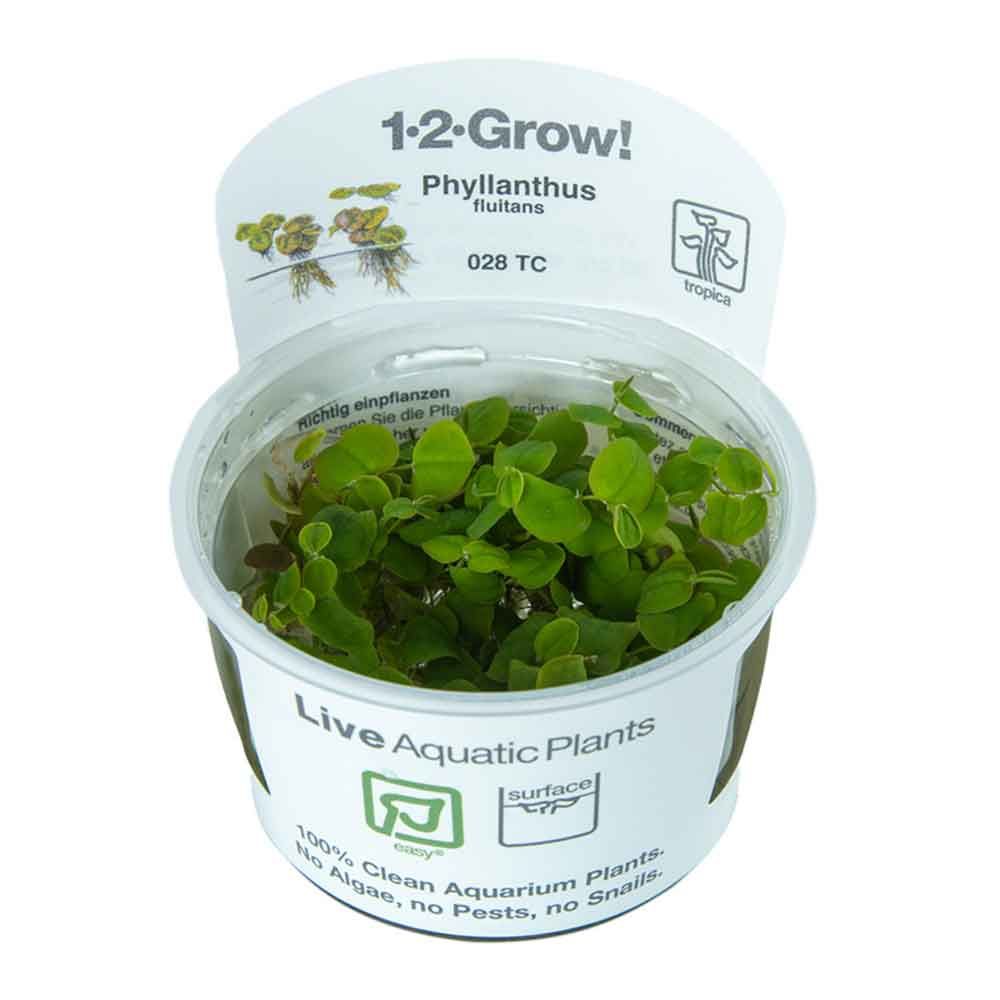 Tropica 1•2•Grow! Pianta Phyllanthus fluitans in Vitro Cup