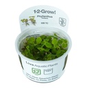 Tropica 1•2•Grow! Pianta Phyllanthus fluitans in Vitro Cup