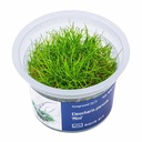 Aqua Art Eleocharis parvula "Mini" in Vitro Cup