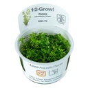 Tropica 1•2•Grow! Pianta Rotala Rotundifolia "Green" in Vitro Cup