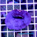 Spugna Viola Collospongia Auris per Acquario marino