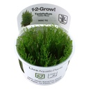 Tropica 1•2•Grow! Pianta Taxiphyllum alternans "Taiwan Moss" muschio in Vitro Cup