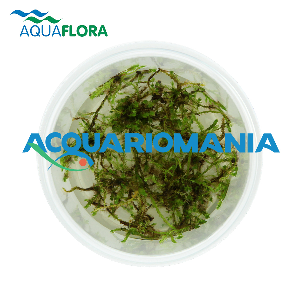 Aquaflora Vesicularia Species (Creeping Moss) in Vitro Cup