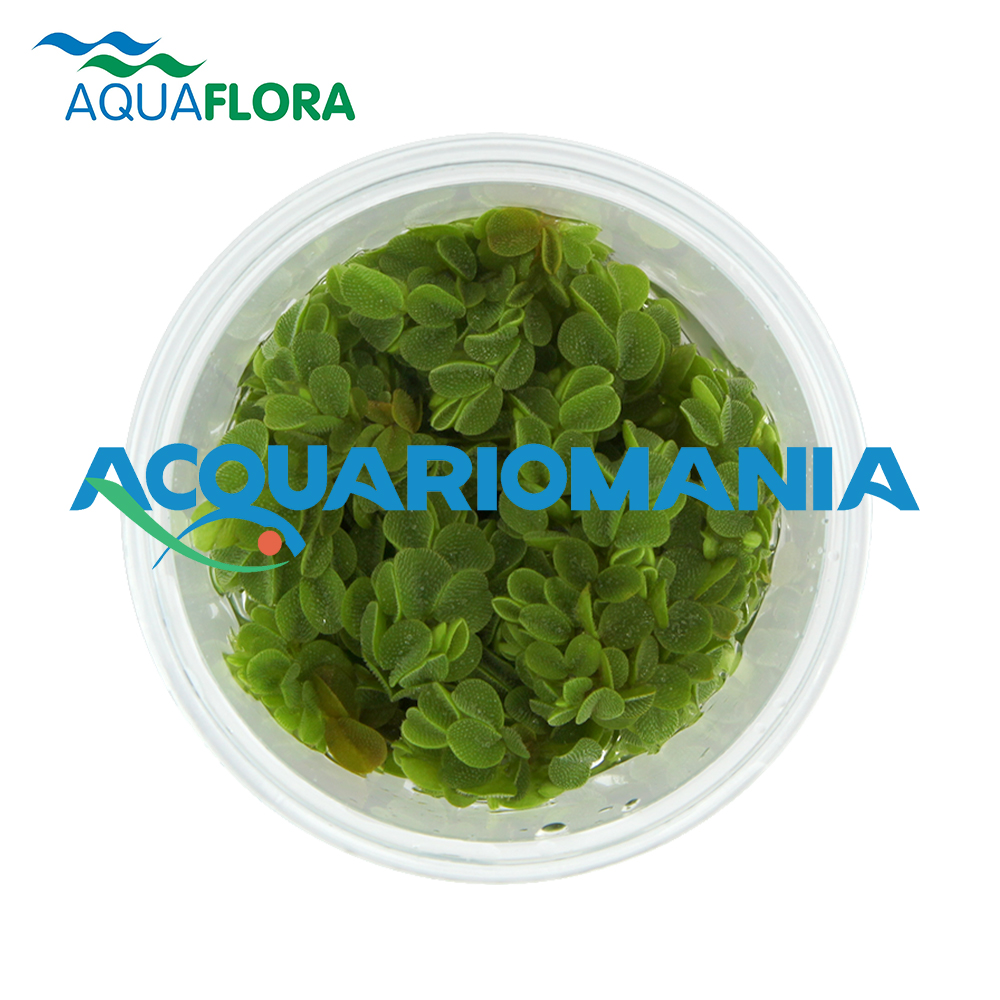 Aquaflora Salvinia Auriculata in Vitro Cup