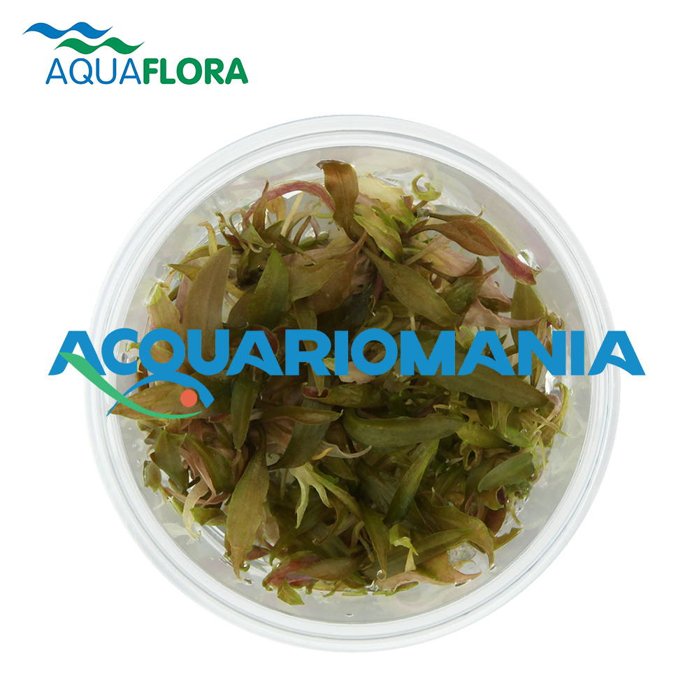 Aquaflora Cryptocoryne Usteriana in Vitro Cup