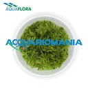 Aquaflora Didiplis Diandra in Vitro Cup