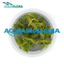 Aquaflora Nesaea Pedicellata in Vitro Cup