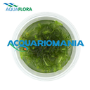 Aquaflora Mayaca Fluviatilis in Vitro Cup