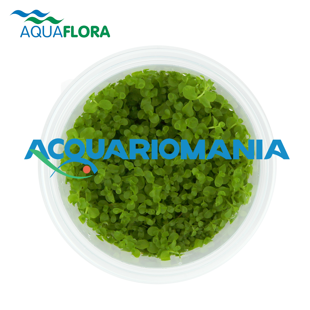 Aquaflora Micranthemum Sp. &quot;Montecarlo&quot; in Vitro Cup
