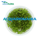 Aquaflora Pogostemon Helferi in Vitro Cup