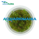 Aquaflora Myriophyllum Sp. "Guyana" in Vitro Cup