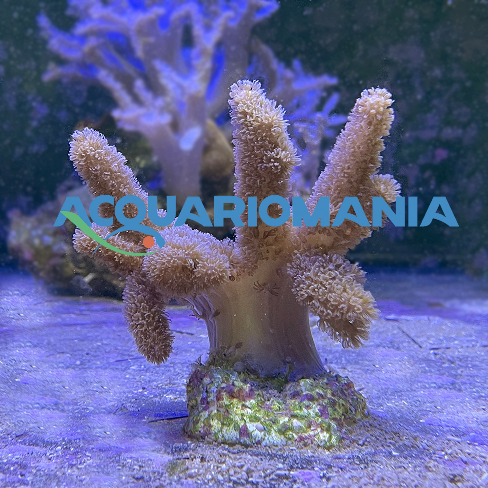 Coralli molli Sinularia sp circa 3-4cm
