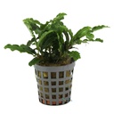 Aquafleur Pianta Bucephalandra Green Velvet in vasetto