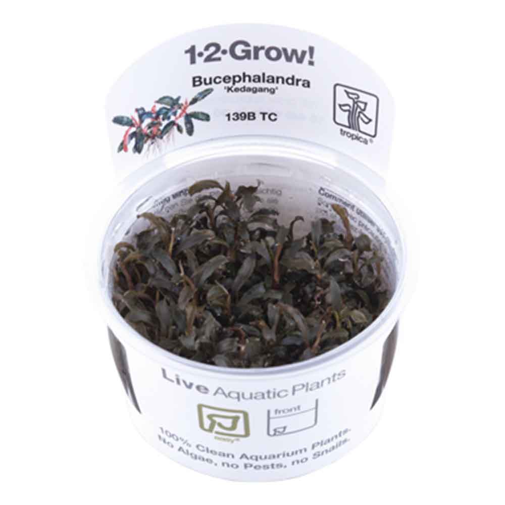 Tropica 1•2•Grow! Pianta Bucephalandra "Kedagang" in Vitro Cup
